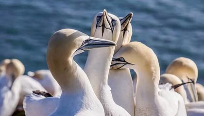 乐清伴游招聘,风信子伴游网