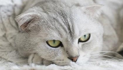 乐清伴游,定制QQ:3494206190微信:act1322